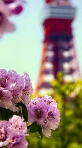 Preview wallpaper flowers, pink, green, bokeh, tokyo tower, japan