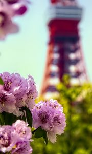 Preview wallpaper flowers, pink, green, bokeh, tokyo tower, japan