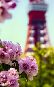 Preview wallpaper flowers, pink, green, bokeh, tokyo tower, japan