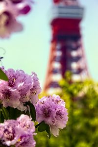 Preview wallpaper flowers, pink, green, bokeh, tokyo tower, japan