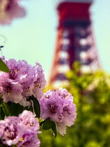 Preview wallpaper flowers, pink, green, bokeh, tokyo tower, japan