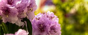 Preview wallpaper flowers, pink, green, bokeh, tokyo tower, japan