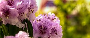 Preview wallpaper flowers, pink, green, bokeh, tokyo tower, japan