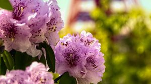 Preview wallpaper flowers, pink, green, bokeh, tokyo tower, japan