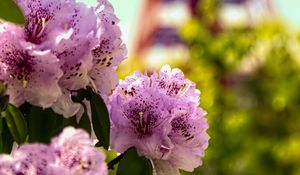 Preview wallpaper flowers, pink, green, bokeh, tokyo tower, japan