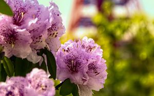 Preview wallpaper flowers, pink, green, bokeh, tokyo tower, japan