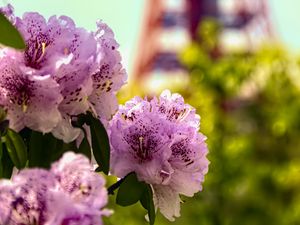 Preview wallpaper flowers, pink, green, bokeh, tokyo tower, japan