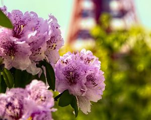 Preview wallpaper flowers, pink, green, bokeh, tokyo tower, japan