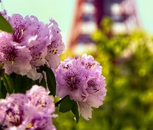 Preview wallpaper flowers, pink, green, bokeh, tokyo tower, japan