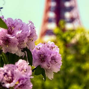 Preview wallpaper flowers, pink, green, bokeh, tokyo tower, japan