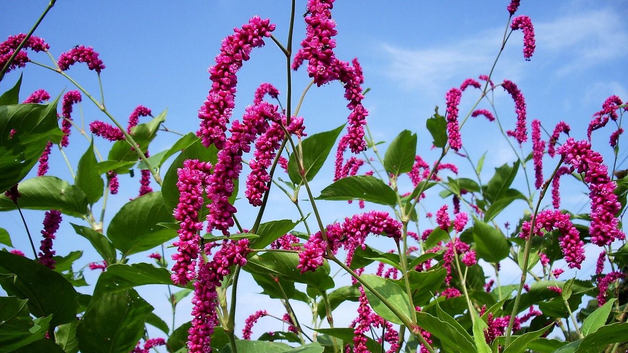 Wallpaper flowers, pink, high, sky, verdure