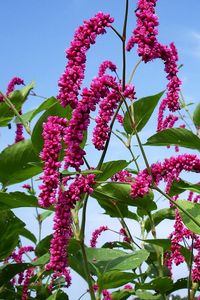 Preview wallpaper flowers, pink, high, sky, verdure