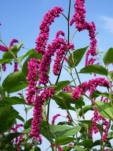 Preview wallpaper flowers, pink, high, sky, verdure