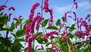 Preview wallpaper flowers, pink, high, sky, verdure