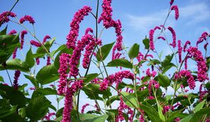 Preview wallpaper flowers, pink, high, sky, verdure