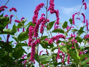 Preview wallpaper flowers, pink, high, sky, verdure