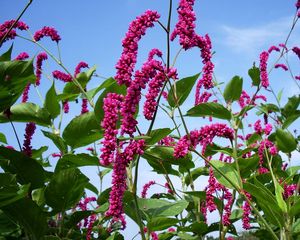 Preview wallpaper flowers, pink, high, sky, verdure