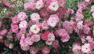 Preview wallpaper flowers, pink, lots, leaves