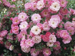 Preview wallpaper flowers, pink, lots, leaves