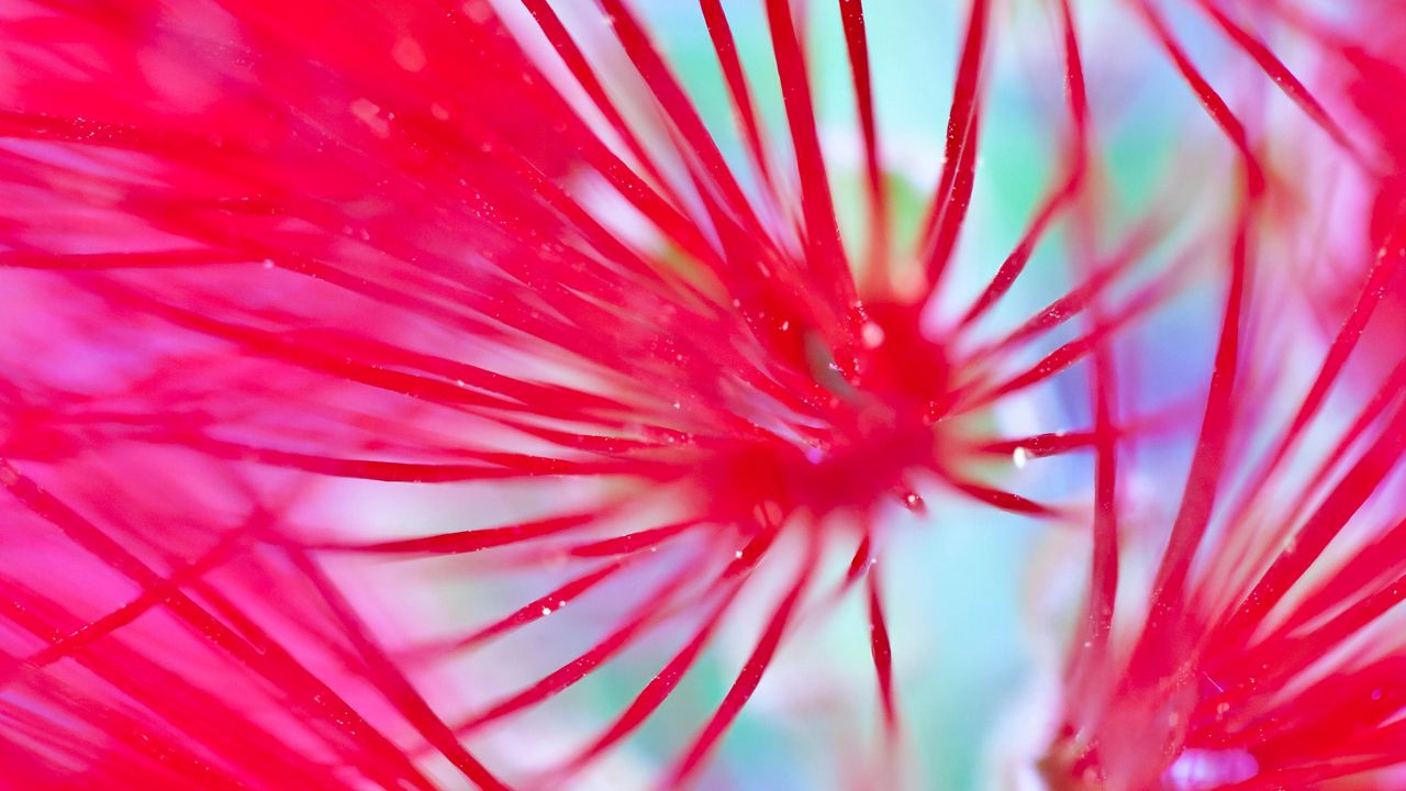 Wallpaper flowers, pink, macro, blur