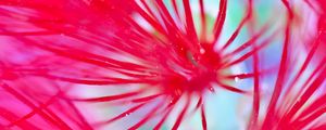 Preview wallpaper flowers, pink, macro, blur