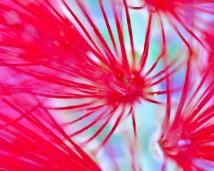 Preview wallpaper flowers, pink, macro, blur