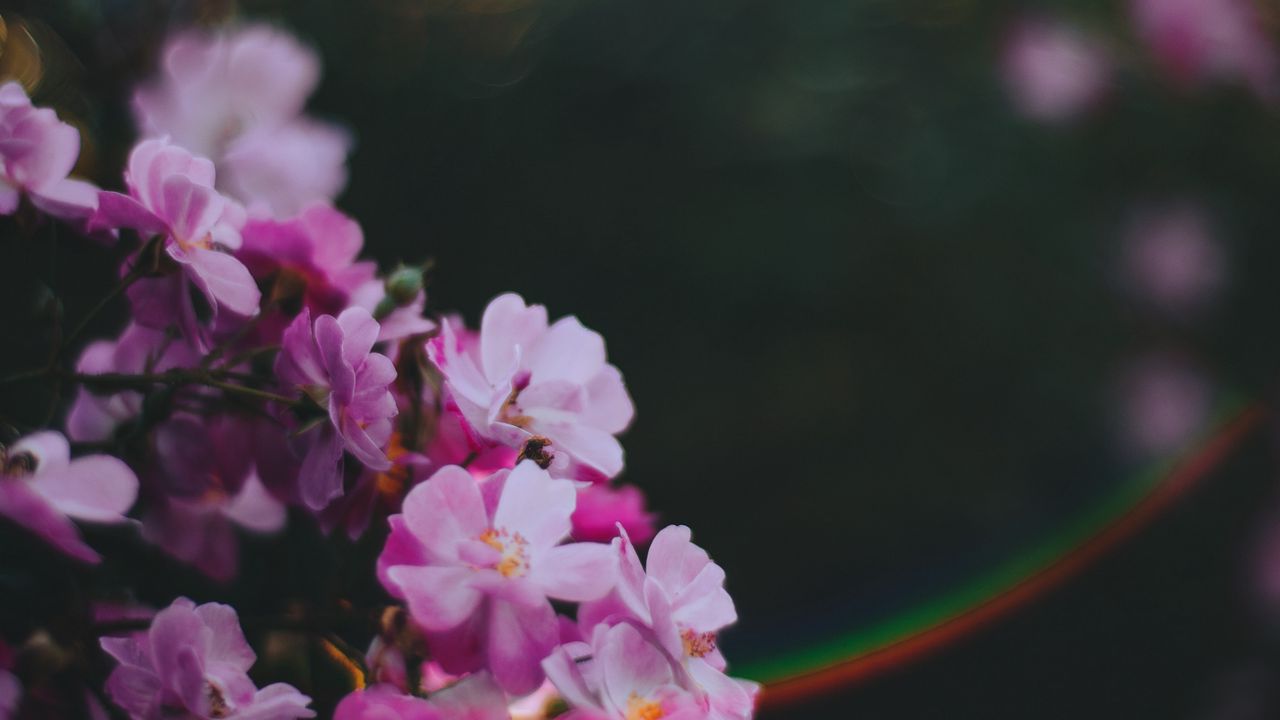 Wallpaper flowers, pink, macro, glare, blur