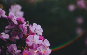 Preview wallpaper flowers, pink, macro, glare, blur