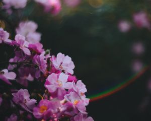 Preview wallpaper flowers, pink, macro, glare, blur