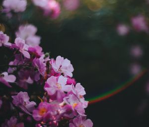 Preview wallpaper flowers, pink, macro, glare, blur