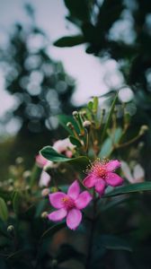 Preview wallpaper flowers, pink, macro, branch, plant