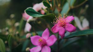 Preview wallpaper flowers, pink, macro, branch, plant