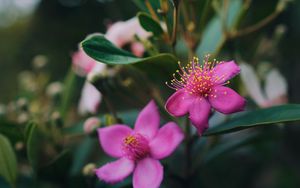 Preview wallpaper flowers, pink, macro, branch, plant