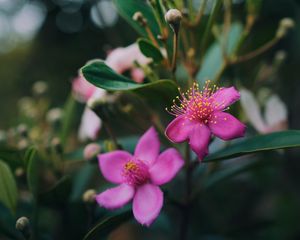 Preview wallpaper flowers, pink, macro, branch, plant