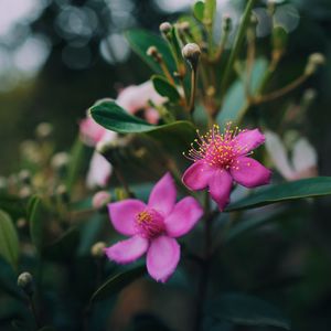 Preview wallpaper flowers, pink, macro, branch, plant