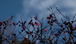 Preview wallpaper flowers, pink, macro, branches, plant