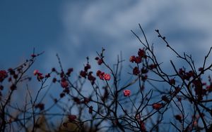 Preview wallpaper flowers, pink, macro, branches, plant