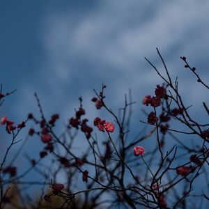 Preview wallpaper flowers, pink, macro, branches, plant