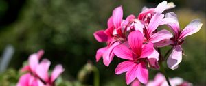 Preview wallpaper flowers, pink, macro, bloom