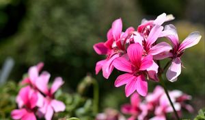 Preview wallpaper flowers, pink, macro, bloom