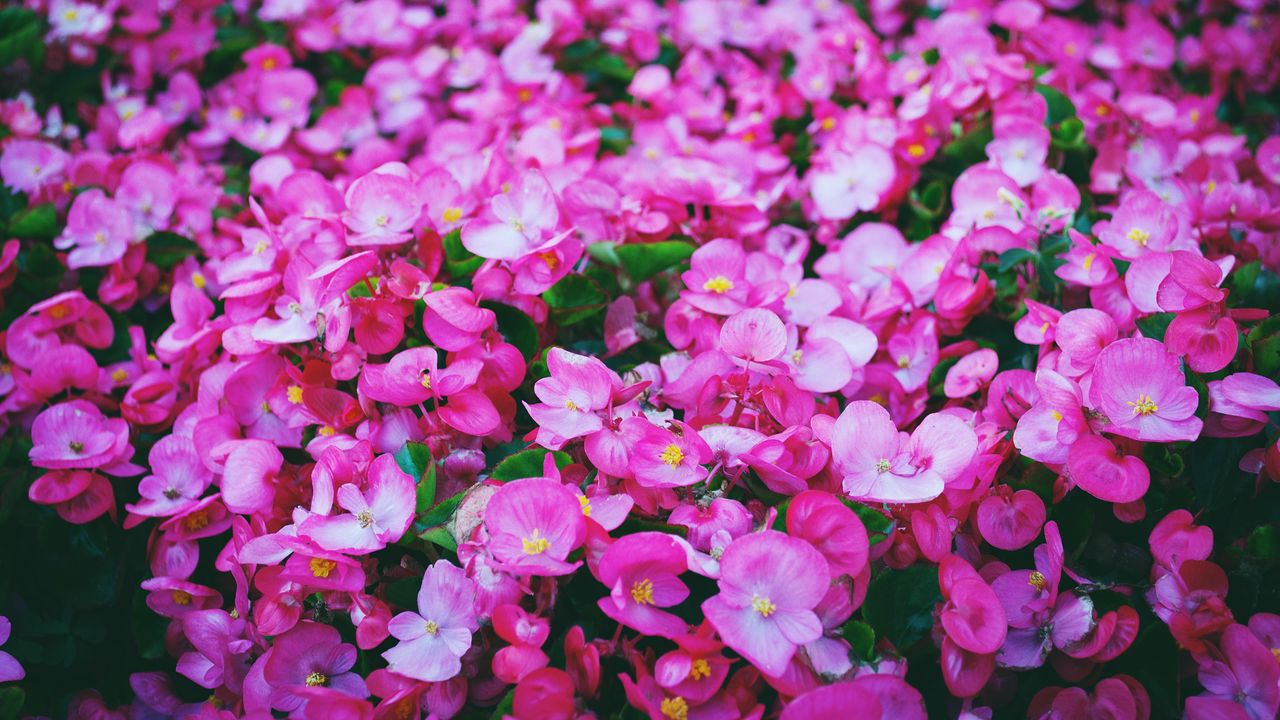 Wallpaper flowers, pink, meadow, bright