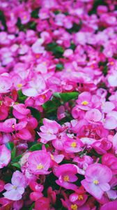 Preview wallpaper flowers, pink, meadow, bright
