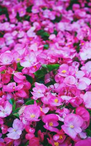 Preview wallpaper flowers, pink, meadow, bright