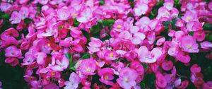 Preview wallpaper flowers, pink, meadow, bright