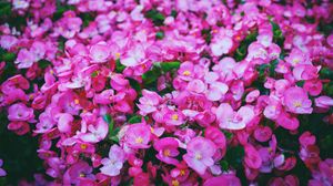 Preview wallpaper flowers, pink, meadow, bright