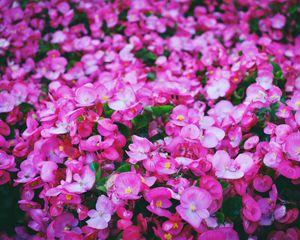 Preview wallpaper flowers, pink, meadow, bright