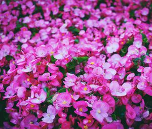 Preview wallpaper flowers, pink, meadow, bright