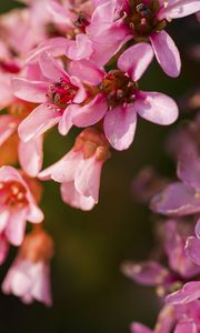 Preview wallpaper flowers, pink, petals