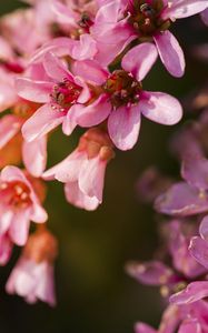 Preview wallpaper flowers, pink, petals
