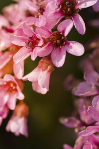Preview wallpaper flowers, pink, petals